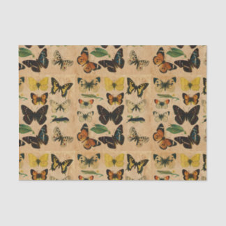 Papel De Seda Desenlace de colecciones de mariposas antiguas man