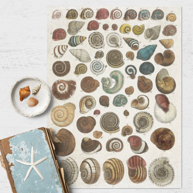 Papel De Seda Desenlace de conchas marinas científicas de época (Subido por el creador)