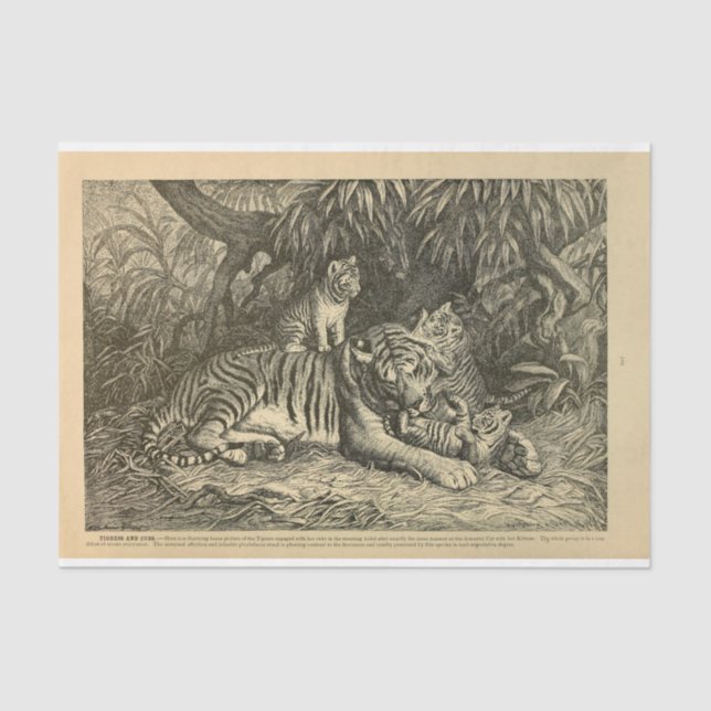 Papel De Seda Desenlace de Ephemera de Cubo de Tigre (Anverso)