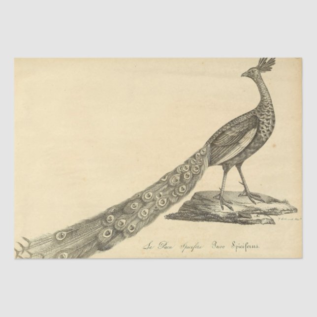 Papel De Seda Desenlace de Ephemera de Peacock (Anverso)