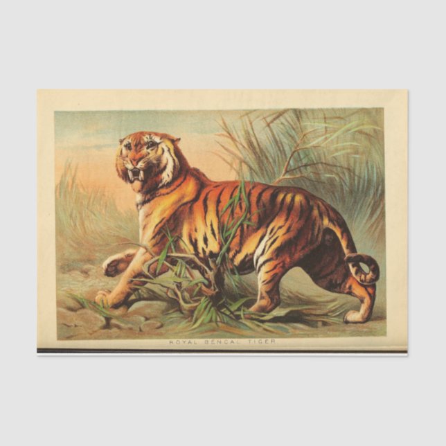 Papel De Seda Desenlace de Ephemera Tiger (Anverso)