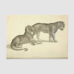 Papel De Seda Desenlace de Ephemera Tiger