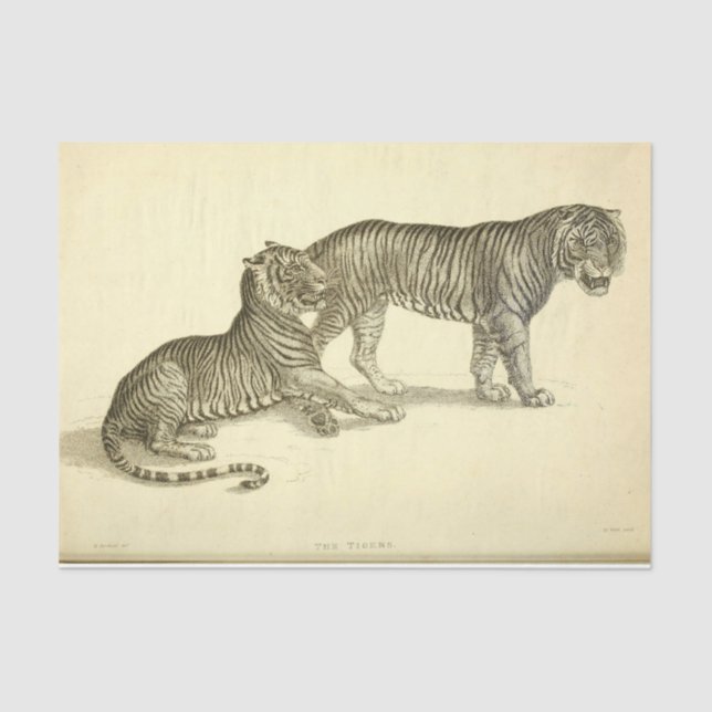 Papel De Seda Desenlace de Ephemera Tiger (Anverso)