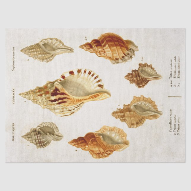 Papel De Seda Desenlace de Ilustracion de Molusco Científico Vin (Anverso)