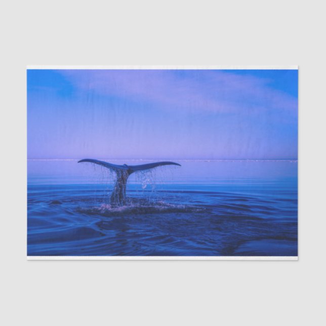 Papel De Seda Desenlace de la ballena oceánica (Anverso)