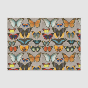 Papel De Seda Desenlace de la Entomología Colorida de la Maripos
