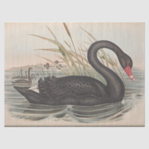 Papel De Seda Desenlace de la Ephemera del Cisne Negro de Pájaro