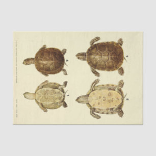Papel De Seda Desenlace de la época de la cosecha de la tortuga
