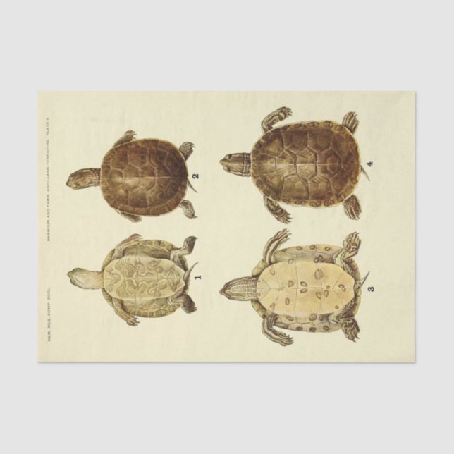 Papel De Seda Desenlace de la época de la cosecha de la tortuga (Anverso)