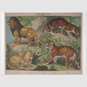 Papel De Seda Desenlace de la época de los leones y los tigres