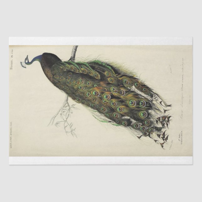 Papel De Seda Desenlace de la escritura francesa de pavo real (Anverso)