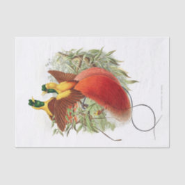 Papel De Seda Desenlace de Loddigesia Mirabilis