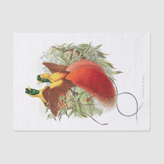 Papel De Seda Desenlace de Loddigesia Mirabilis (Anverso)