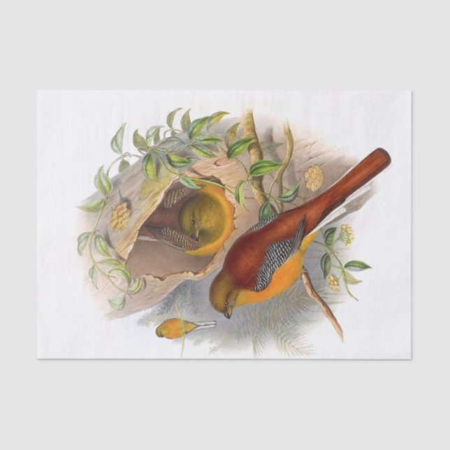 Papel De Seda Desenlace de Mountain Trogon (Anverso)