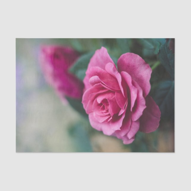 Papel De Seda Desenlace de rosas rosadas de bonito (Anverso)