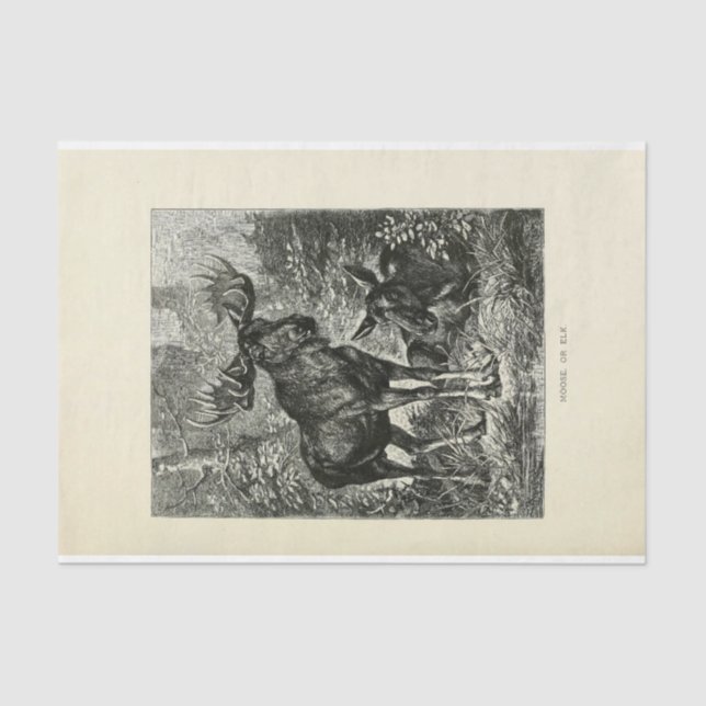 Papel De Seda Desenlace de vintage Stag Moose Ephemera (Anverso)