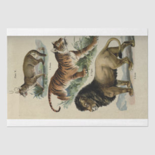 Papel De Seda Desenlace del tigre león Puma Ephemera