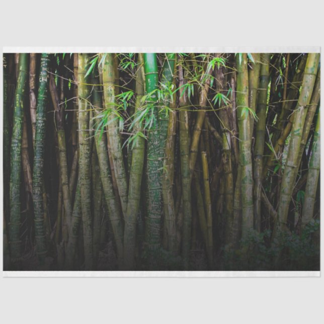 Papel De Seda Desenlace forestal de Bambú 11 Fondo 2 (Anverso)