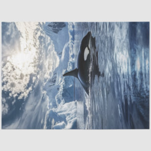 Papel De Seda Desenmascarar aguas heladas de ballena asesina