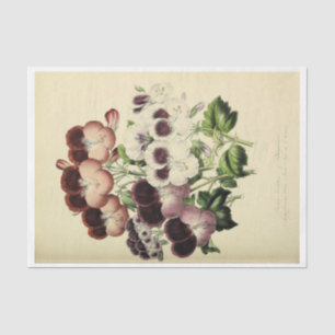 Papel De Seda Desnudos de Ephemera Floral Pansias Blancas Morada