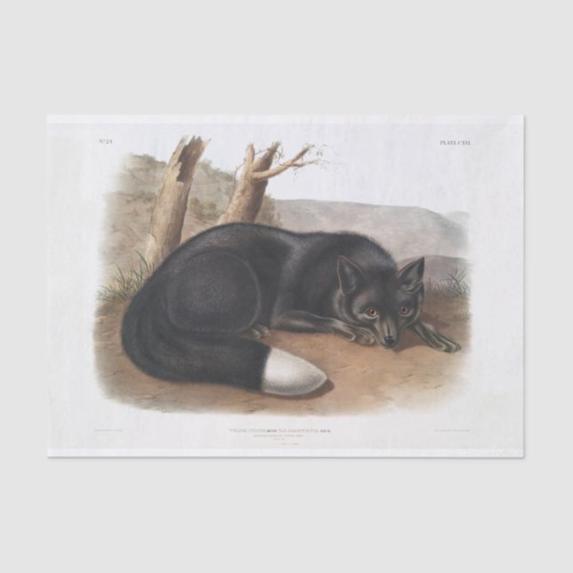 Papel De Seda Desnudos norteamericanos negros o plateados de Fox (Anverso)