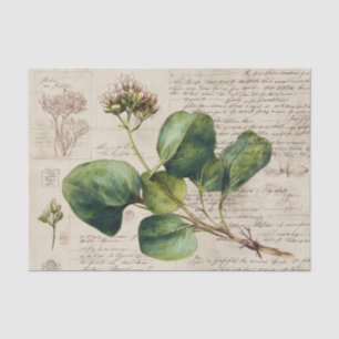 Papel De Seda Dibujo Botánico Natural