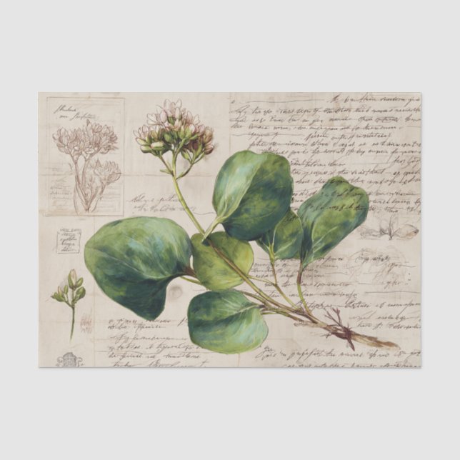 Papel De Seda Dibujo Botánico Natural (Anverso)