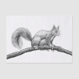 Papel De Seda Dibujo de ardillas