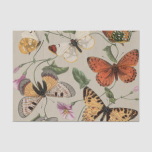 Papel De Seda Dibujo de la Colección de Mariposas y Polillas de