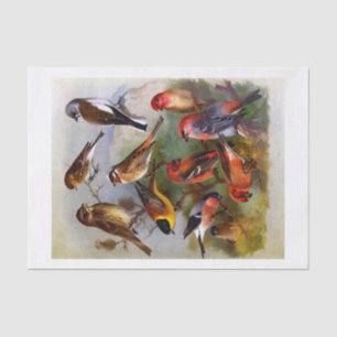 Papel De Seda Diez hermosas aves pintadas de libros antiguos