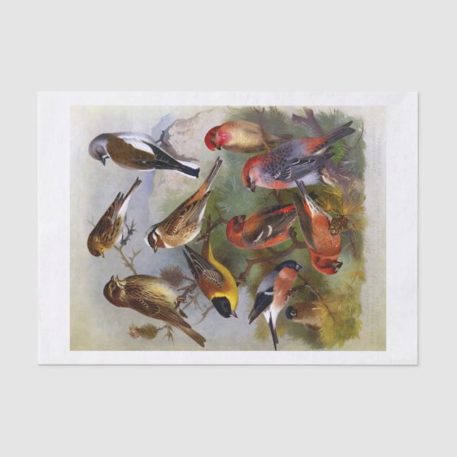 Papel De Seda Diez hermosas aves pintadas de libros antiguos (Anverso)