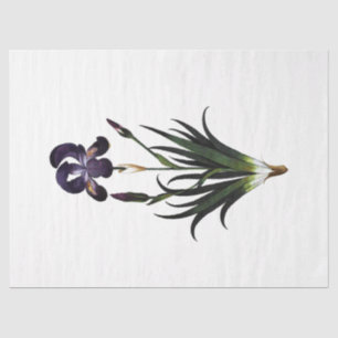 Papel De Seda Diseño de la serie Queen Bee 62