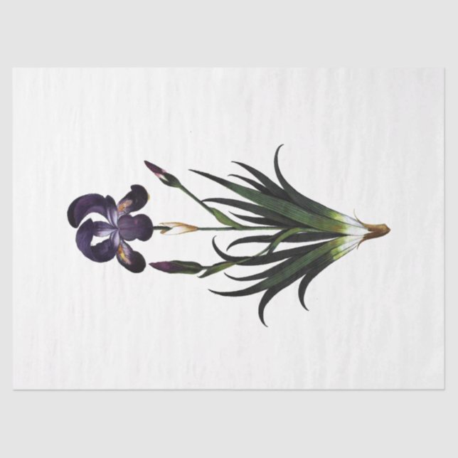 Papel De Seda Diseño de la serie Queen Bee 62 (Anverso)