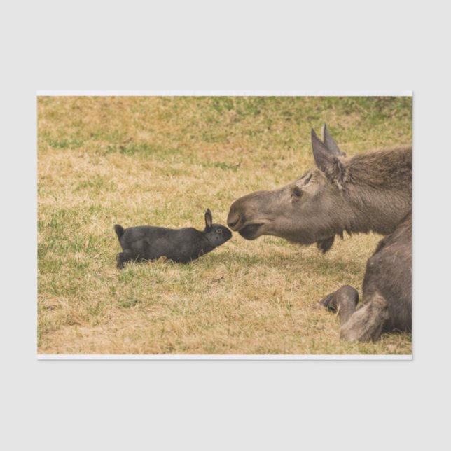 Papel De Seda Diversidad (Anverso)