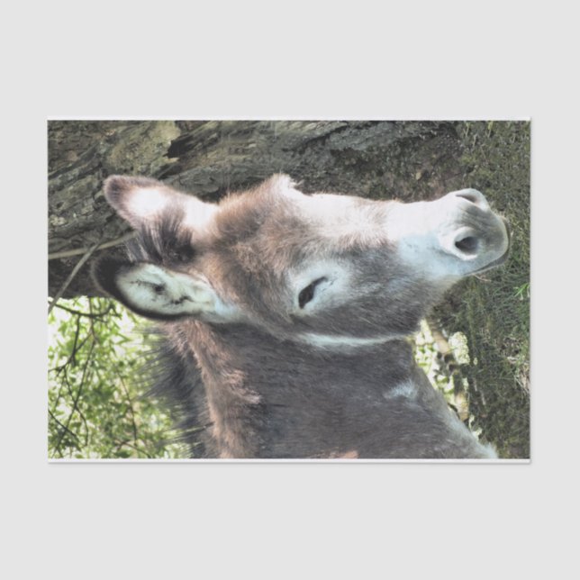 PAPEL DE SEDA DONKEY (Anverso)