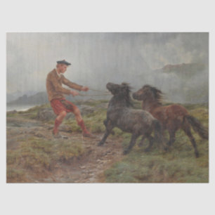 Papel De Seda Dos estribaciones de Shetland en un polvoriento pa