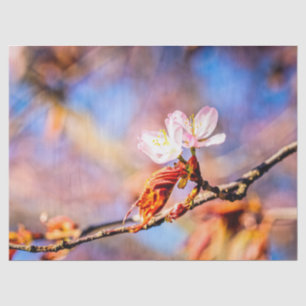 Papel De Seda Dos Flores Asombrosas De Sakura. Fondo rosa y azul