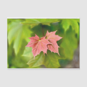 Papel De Seda Dos hojas de arce