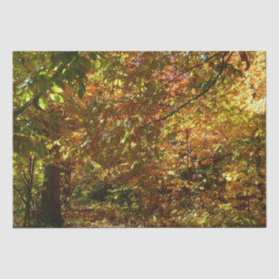 Papel De Seda Dosel de Hojas de Otoño II Fotografía de Otoño Ama