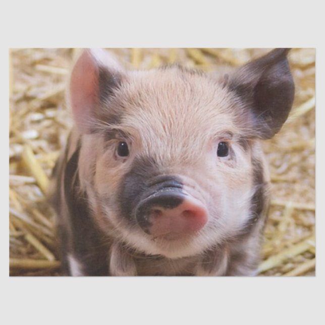 Papel De Seda Dulce lechón (Anverso)