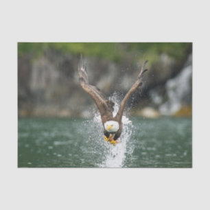 Papel De Seda Eagle calvo la captura grande