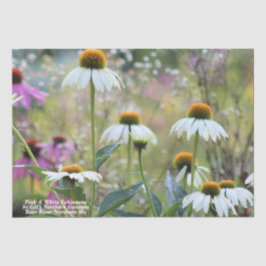 Papel De Seda Echinacea rosa y blanca