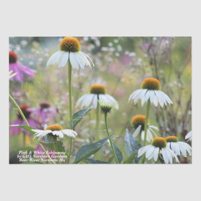 Papel De Seda Echinacea rosa y blanca (Anverso)
