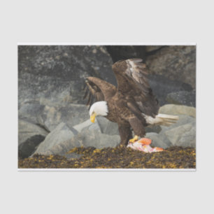 Papel De Seda El águila calva suprema