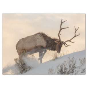 Papel De Seda El alce toro busca comida bajo la nieve