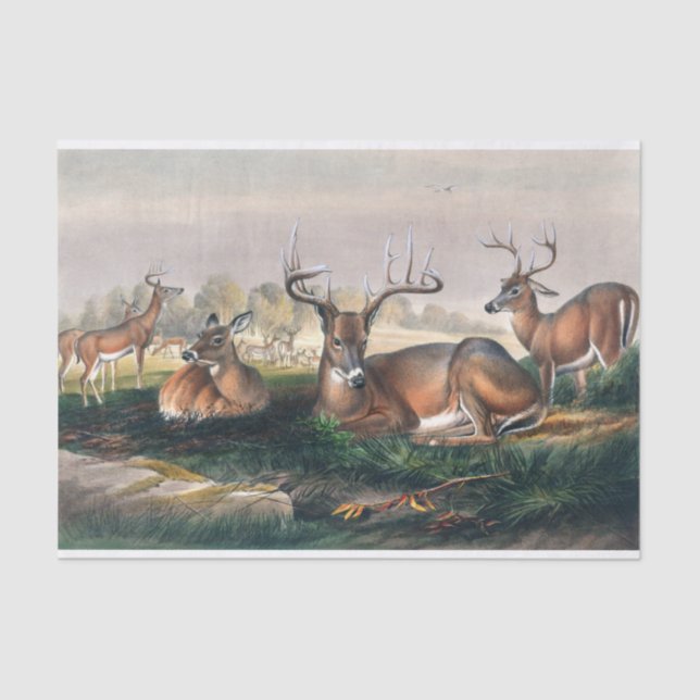 Papel De Seda El blanco de Joseph Wolf (Anverso)