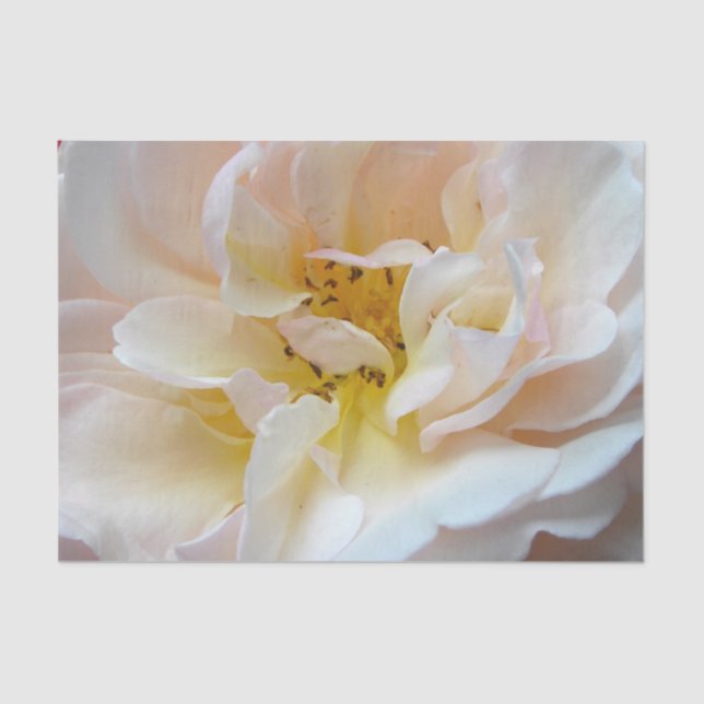 Papel De Seda El color de rosa (Anverso)