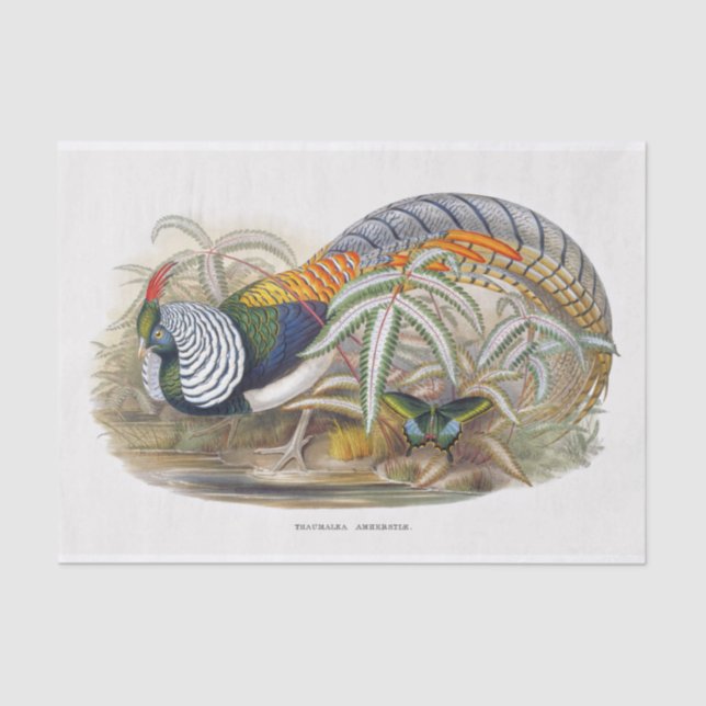 Papel De Seda El devoto faisán de Lady Amherst (Anverso)