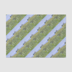 Papel De Seda El encaje de la Reina Ana