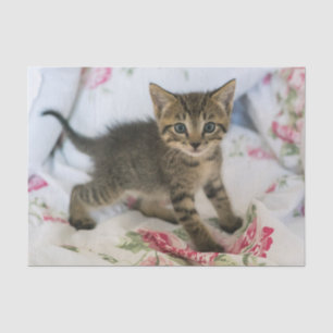 Papel De Seda El Gatito De Tabby Cuyo Asombro Parece